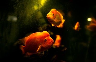 Comportamentul carasului auriu. De ce peștele auriu înoată neregulat?