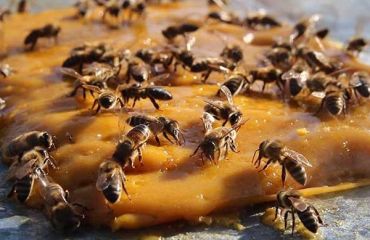 Turtele proteice pentru hrănirea albinelor primăvara: Avantaje și Dezavantaje