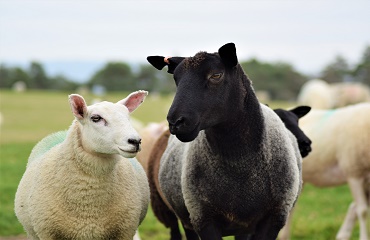 Măsuri privind protecția sanitară a ovinelor pe durata anului