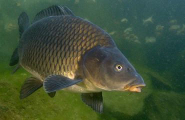 Botriocefaloza peștilor de apă dulce : Aspecte generale și căile de transmitere oamenilor!