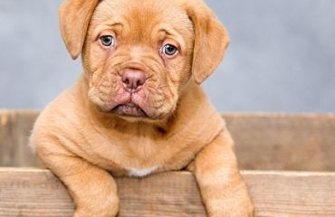 Schimbarea dinților la căței. Când și cum să ai grijă de dantura lor!