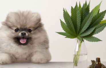 Intoxicația cu Marijuana la câini și pisici