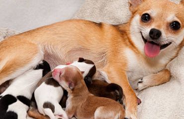Cățeaua a fătat recent? Cum să recunoști eclampsia post-partum și cum să-ți ajuți câinele.