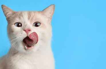 Intoxicația cu Insecticide la animalele de companie: Ghid pentru proprietari!