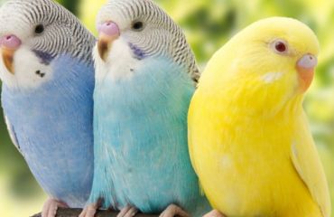 Ingrijirea ciocului la papagal