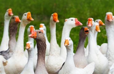 Gâștele: Păsările sociale cu un rol importanț în cultură și agricultură